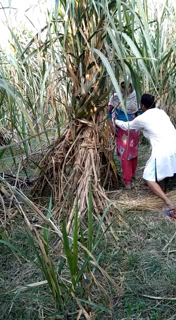 Village lover in Garden